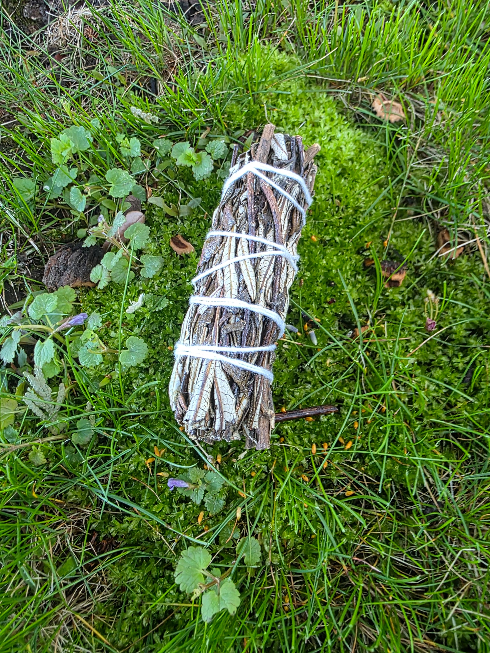 Yerba Santa